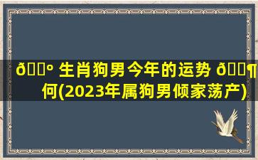 🌺 生肖狗男今年的运势 🐶 如何(2023年属狗男倾家荡产)